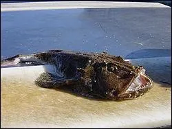 Quel est ce poisson appel aussi baudroie ?