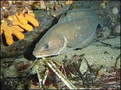 Quel est ce poisson de mditerrane ?