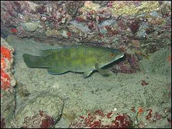 Ce poisson porte un nom d'oiseau, c'est :