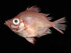 Celui-ci porte un nom d'animal sauvage :