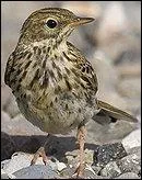 Quel est cet oiseau ?