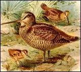 Comment se nomme cet oiseau ?