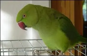 Connaissez-vous cet oiseau ?