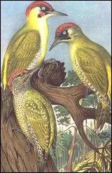 Reconnaissez-vous cet oiseau ?