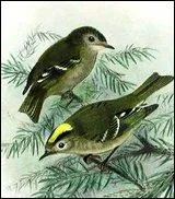 Quel est cet oiseau ?