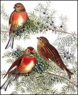 Comment s'appelle cet oiseau ?