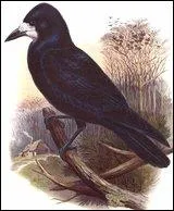 Quel est ce corvid� ?