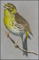 Quel est cet oiseau ?