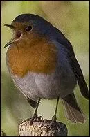 Quel est cet oiseau ?