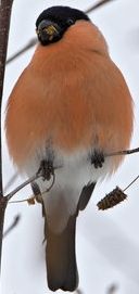 Quiz Oiseaux