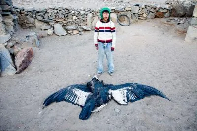 El condor tr ... passa !