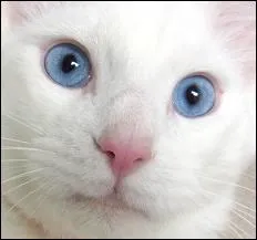 Comment sont les yeux de ce chat ?