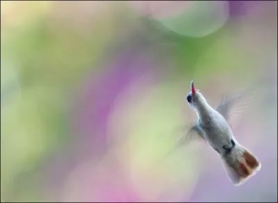 Il peut tre mouche, abeille ou meraude !