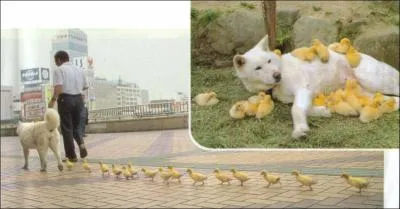 Quel chien est le plus employ comme sauveteur en mer ?