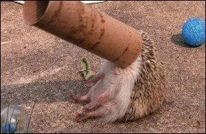 Comment appelle-t-on le hrisson runionnais ?