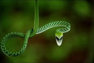 Depuis des sicles, il est l'missaire du serment ...