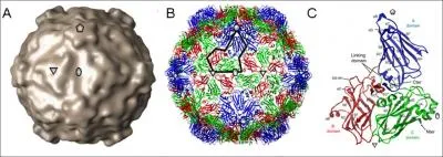 GFLV est un virus responsable de la maladie du court-nou de :