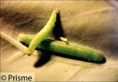 Le mode de dissmination du virus GFLV est :