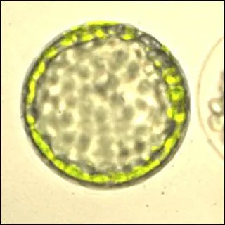 La transformation des protoplastes fait appel  3 mthodes :