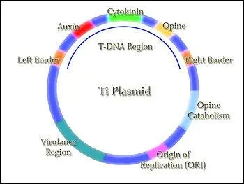 Le T-DNA est code notamment pour :