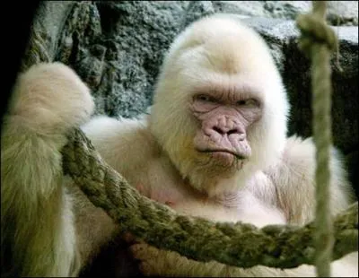 Pas facile, dans ces conditions, d'avoir le dos argent !