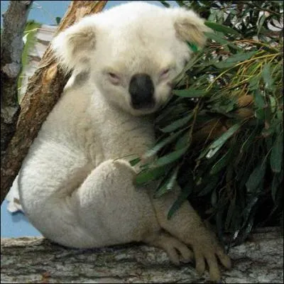 Son parfum prfr ? L'eucaliptus !