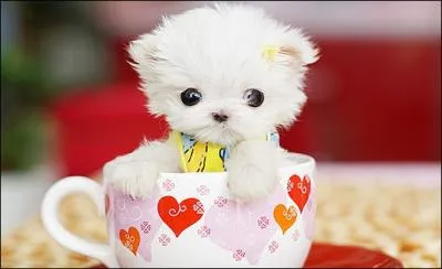 Chez les chinois, le chat a tendance  raser les murs, pour viter de finir dans une assiette !