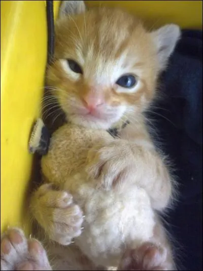 En Hollande, il apprend  nager, le miaou s'en ressent !