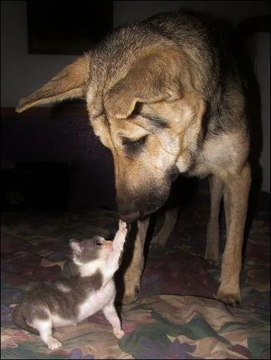 Le chat allemand miaule d'un ton lgrement guttural !