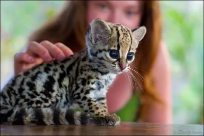 Pour un chat hbreu, c'est  se taper la tte contre un mur !
