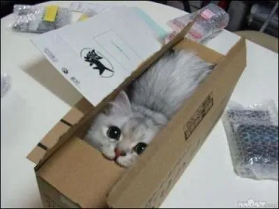 En Italie, il se cache, ce mafioso !