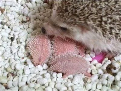 Une suggestion �pineuse !