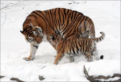 La photo vous donne l'origine de ces tigres !
