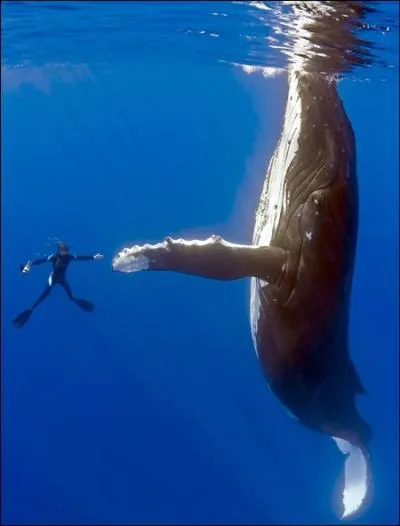 On sait que la baleine se nourrit de plancton, mais que prfre le cachalot ?
