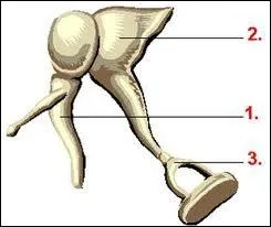 Quel est le plus petit parmi les osselets de l'oreille interne cits ci-aprs ?