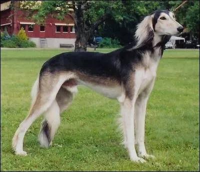 Quelle est la race de ce chien ?