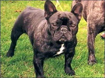 Quelle est la race de ce chien ?