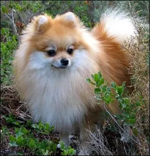 Quelle est la race de ce chien ?