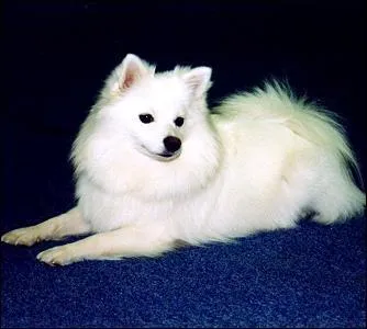 Quelle est la race de ce chien ?