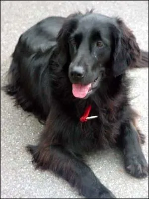 Quelle est la race de ce chien ?