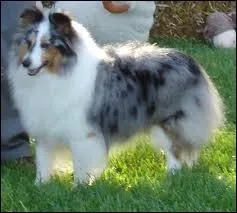 Quelle est la race de ce chien ?