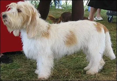 Quelle est la race de ce chien ?