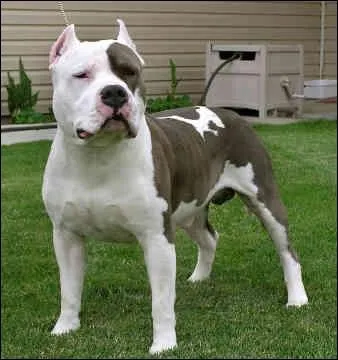 Quelle est la race de ce chien ?