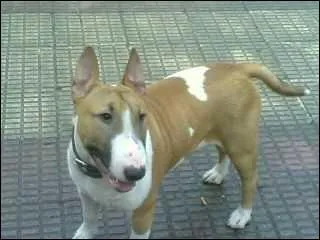 Quelle est la race de ce chien ?