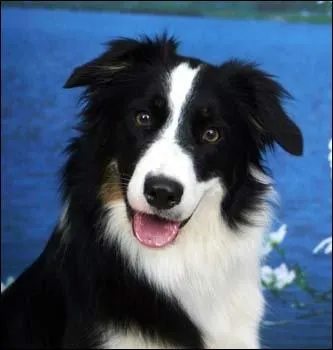 Quelle est la race de ce chien ?