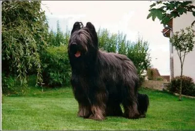 Quelle est la race de ce chien ?