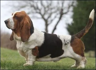 Quelle est la race de ce chien ?