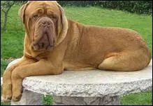 Quelle est la race de ce chien ?