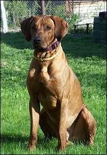 Quelle est la race de ce chien ?