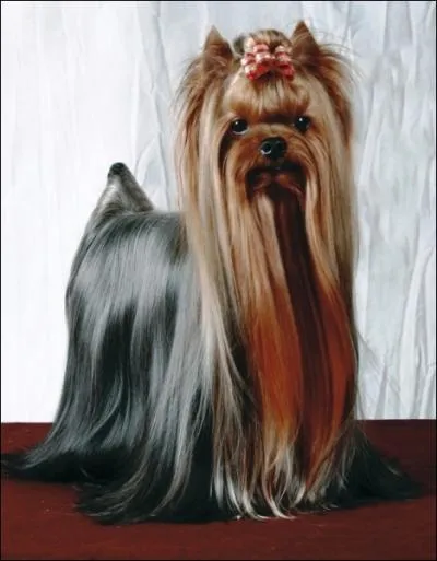 Quelle est la race de ce chien ?